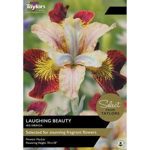 Iris Sibirica ‘Laughing Beauty’ (2 Bulbs) image 0