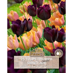 Tulip 'Sweet Joy' (25 bulbs) image 0