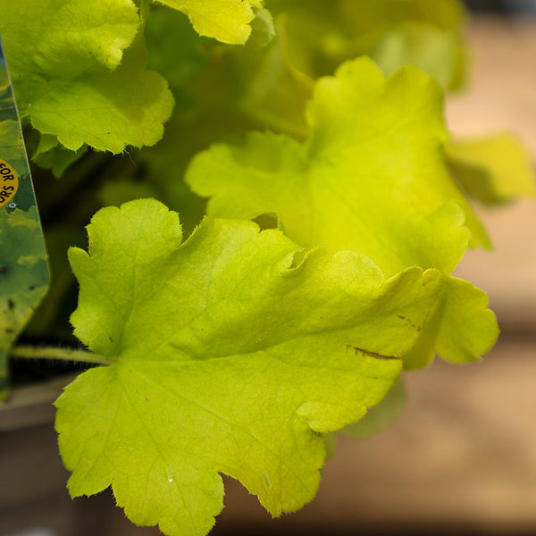 Heuchera ‘Lime Marmalade’ (2-Litre Pot) image 1