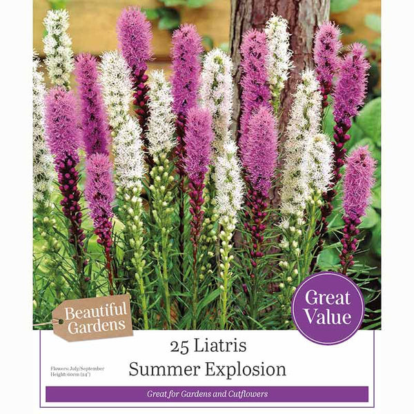 Liatris ‘Summer Explosion’ with Purple & White Flowers (25 Bulbs) image 0