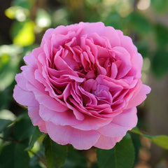 David Austin Princess Alexandra Of Kent® English Shrub Rose (6-Litre Pot) image 0