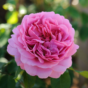 David Austin Princess Alexandra Of Kent® English Shrub Rose (6-Litre Pot) image 0