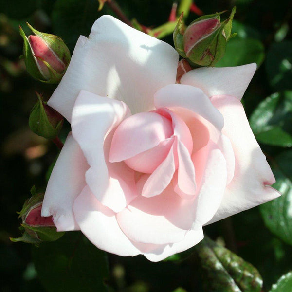 Whartons Roses ‘New Dawn’ Climbing Rose (4-Litre Pot) image 0