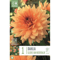 Dahlia Glorie Van Noordwijk (1 Bulb) image 0