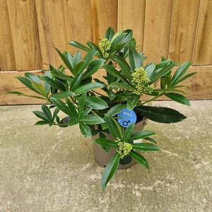 Skimmia x Confusa 'Kew Green' (m) (3-Litre Pot) image 1
