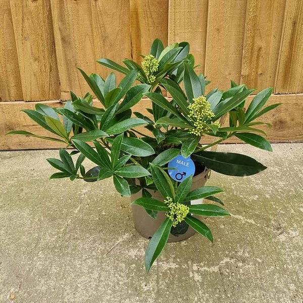 Skimmia x Confusa 'Kew Green' (m) (3-Litre Pot) image 1