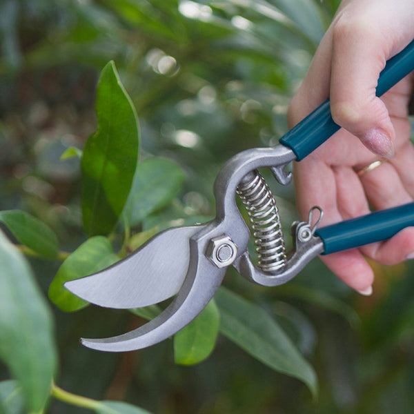 Darlac Sarah Raven Drop Forged Bypass Pruner image 1