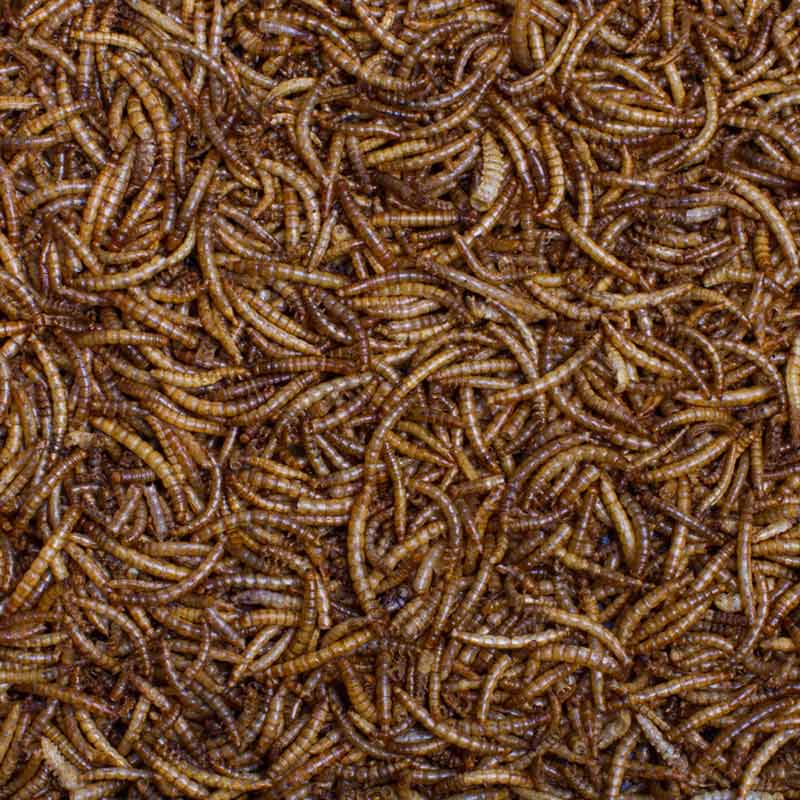 Johnston & Jeff Dried Mealworms Tub with Scoop 1.6kg image 0