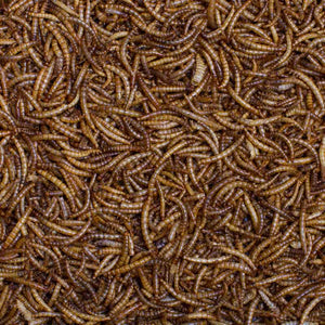 Johnston & Jeff Dried Mealworms Tub with Scoop 1.6kg image 1