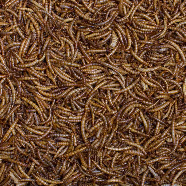 Johnston & Jeff Dried Mealworms Tub with Scoop 1.6kg image 1
