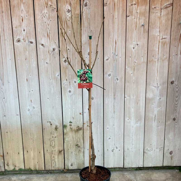 Prunus avium 'Sunburst' Cherry Tree (12-Litre Pot) image 1