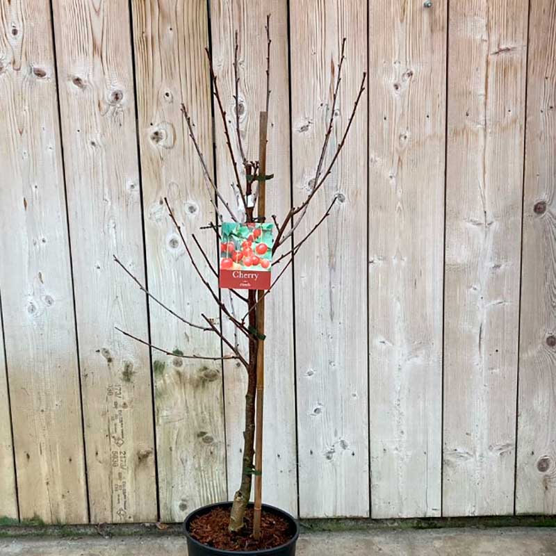 Prunus cerasus 'Morello' Cherry Tree (12-Litre Pot) image 0