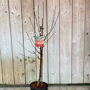 Prunus cerasus 'Morello' Cherry Tree (12-Litre Pot) image 1