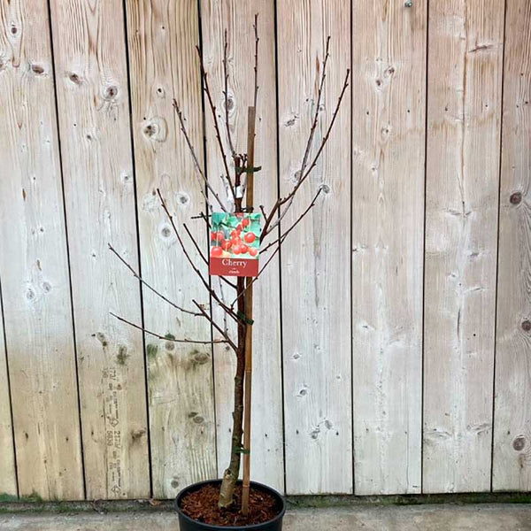 Prunus cerasus 'Morello' Cherry Tree (12-Litre Pot) image 1