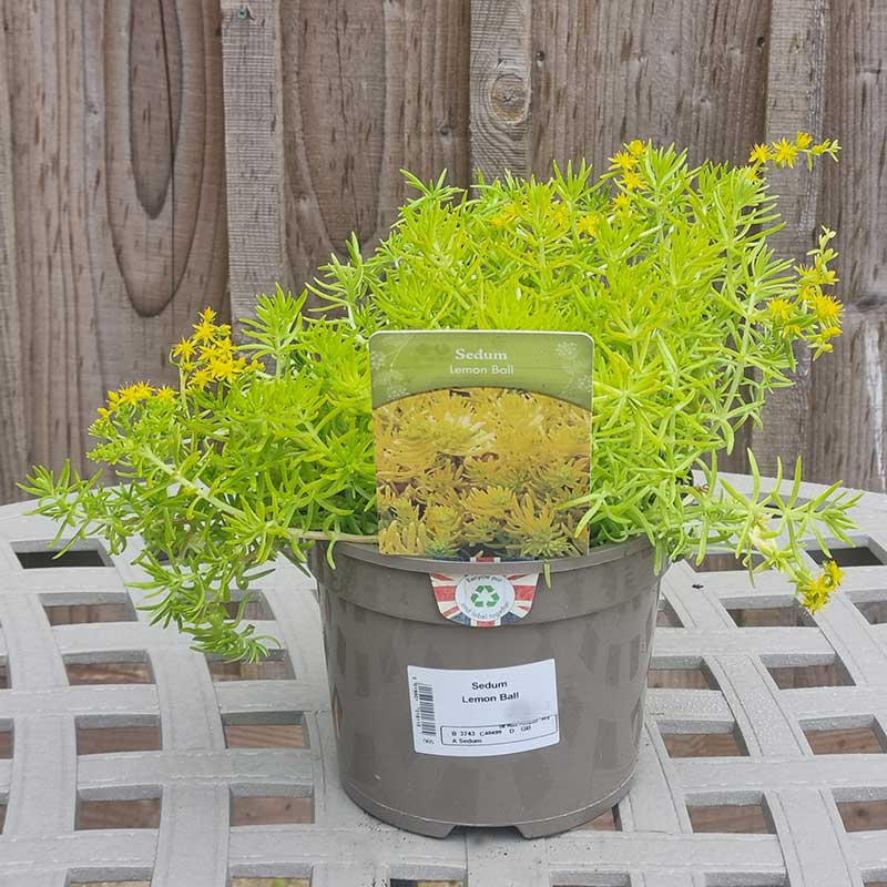 Sedum ‘Lemon Ball’ (2-Litre Pot)            image 0
