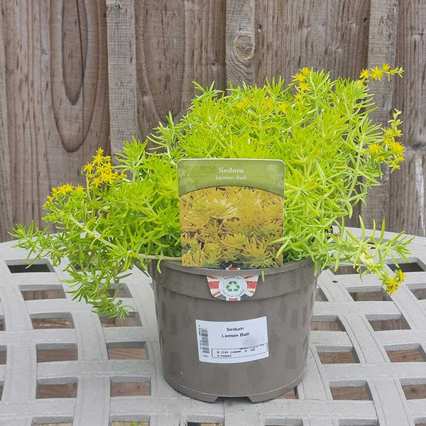 Sedum ‘Lemon Ball’ (2-Litre Pot)            image 1