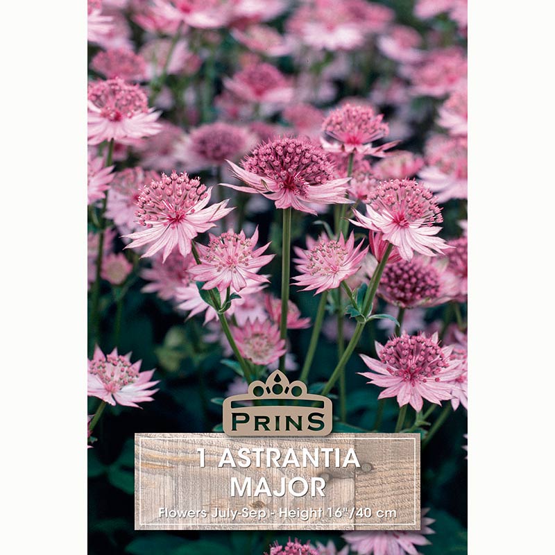 Astrantia ‘Major’ with Pastel Pink Flowers (1 Bulb) image 0
