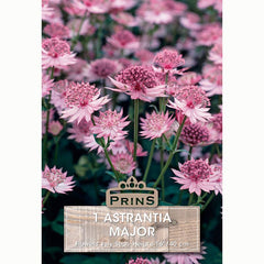 Astrantia ‘Major’ with Pastel Pink Flowers (1 Bulb) image 0