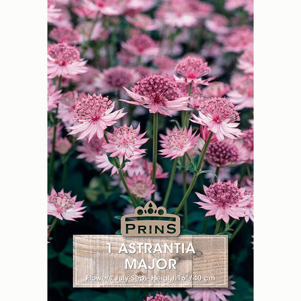 Astrantia ‘Major’ with Pastel Pink Flowers (1 Bulb) image 0