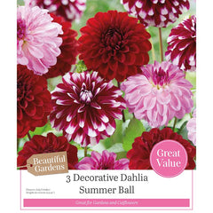 Decorative Dahlia Summer Ball (3 Bulbs) image 0