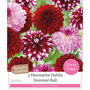 Decorative Dahlia Summer Ball (3 Bulbs) image 0