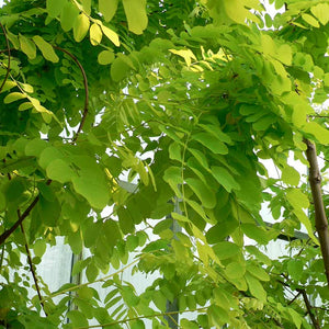 Robinia pseudoacacia ‘Frisia’ Tree (False Acacia) (12-Litre Pot) image 0