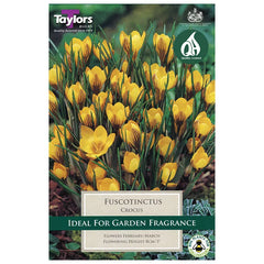 Crocus 'Fuscotinctus' (12 bulbs) image 0