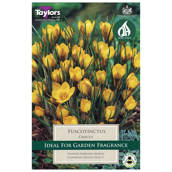 Crocus 'Fuscotinctus' (12 bulbs) image 0