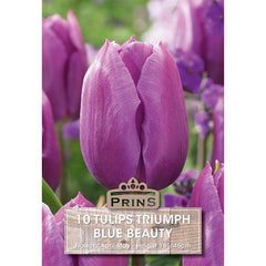 Tulip Triumph ‘Blue Beauty’ (10 Bulbs) image 0