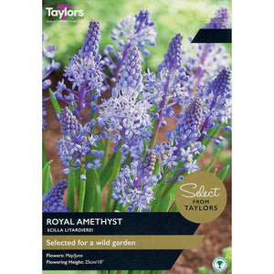 Scilla Litardierei ‘Royal Amethyst’ (12 Bulbs) image 0