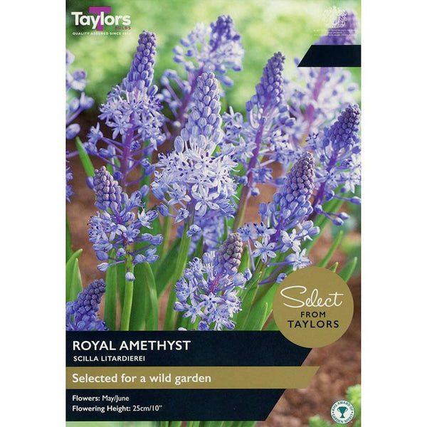 Scilla Litardierei ‘Royal Amethyst’ (12 Bulbs) image 0
