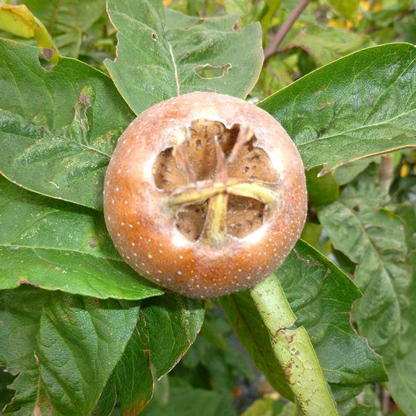 Mespilus germanica 'Nottingham’ (Medlar) Tree (12-Litre Pot) image 0