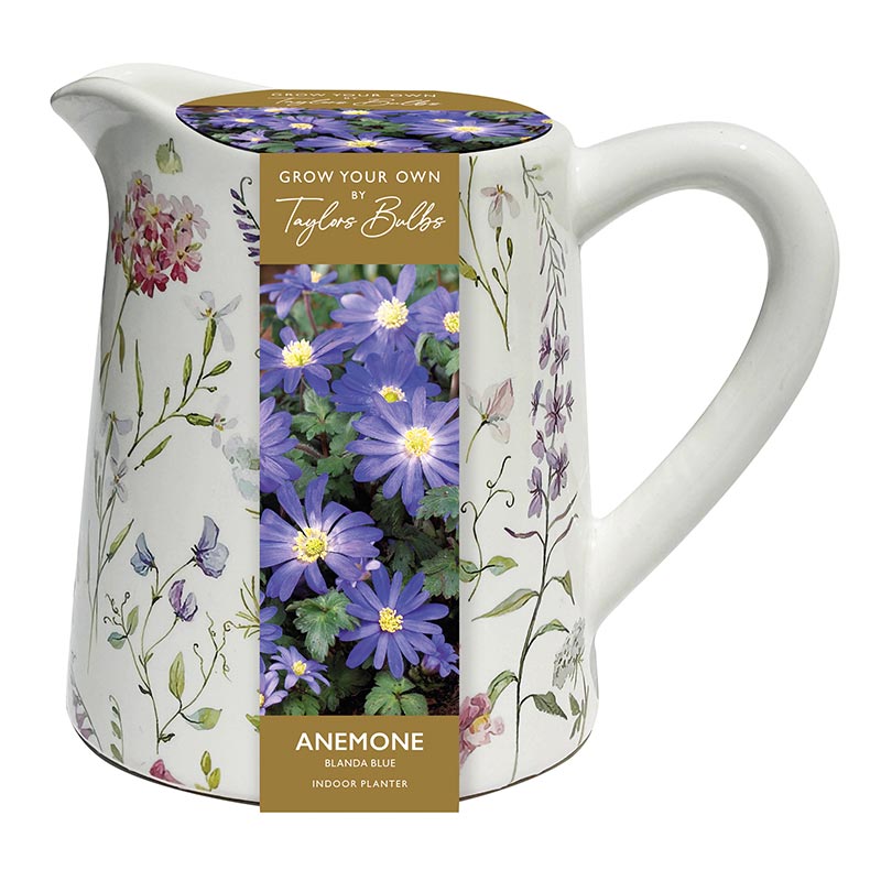Ceramic Floral Jug Indoor Planter with Anemone Blanda Blue (5 Bulbs) image 0