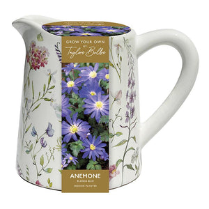 Ceramic Floral Jug Indoor Planter with Anemone Blanda Blue (5 Bulbs) image 0
