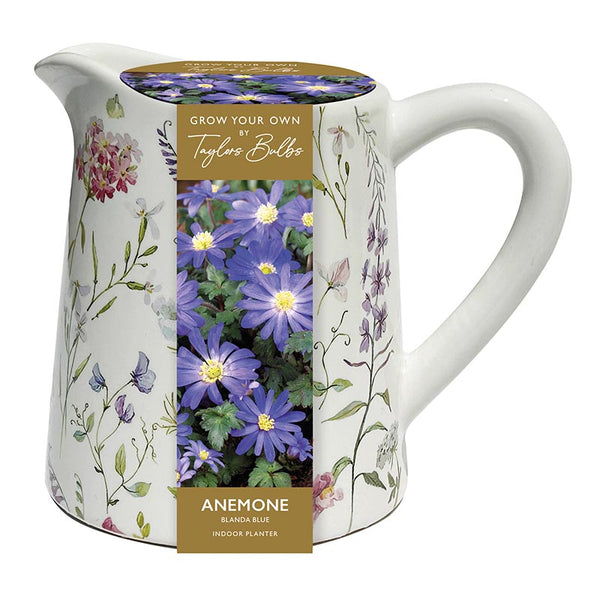 Ceramic Floral Jug Indoor Planter with Anemone Blanda Blue (5 Bulbs) image 0