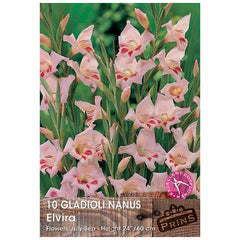 Gladioli Nanus 'Elvira' - 10 bulbs image 0