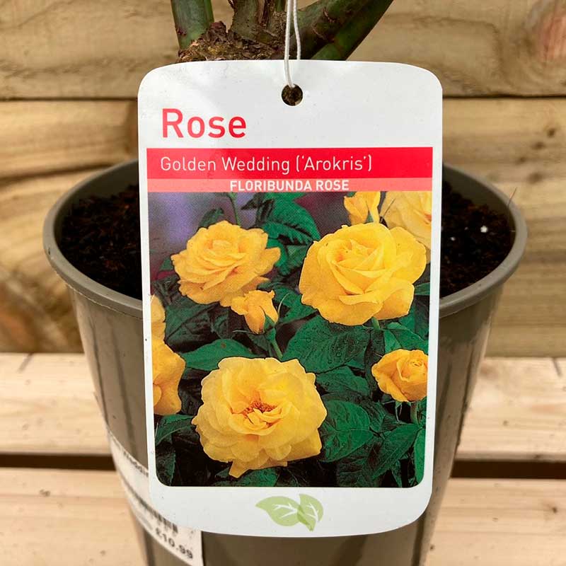 Golden Wedding Rose (3 Litre Deep Pot) image 0