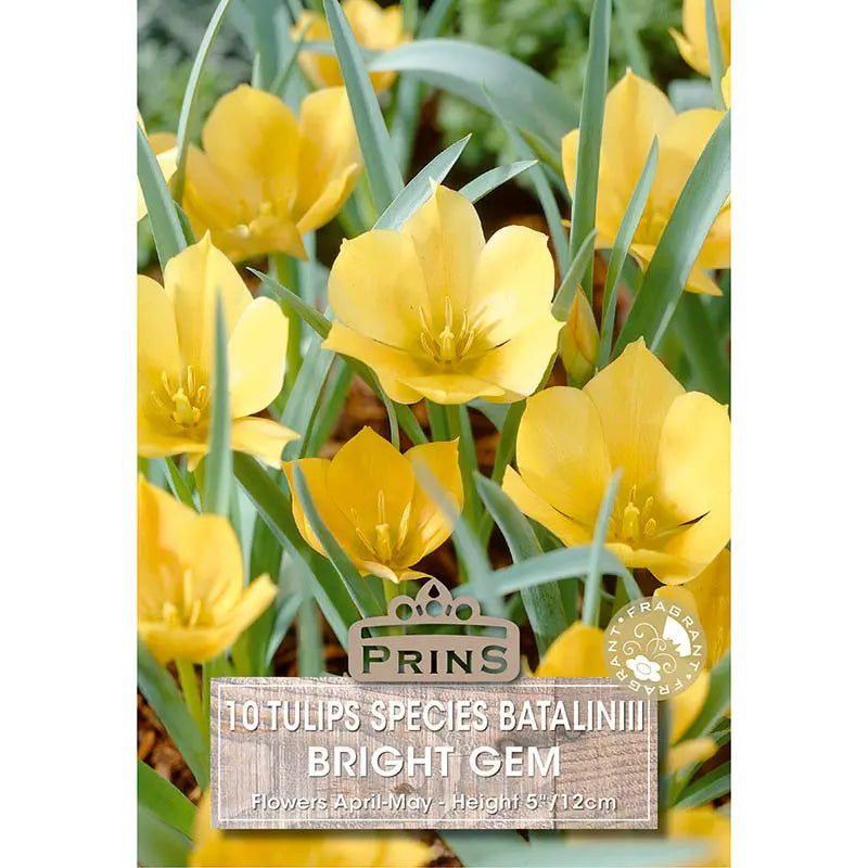 Tulip 'Bright Gem' (10 bulbs) image 0