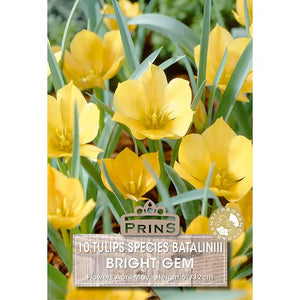 Tulip 'Bright Gem' (10 bulbs) image 0
