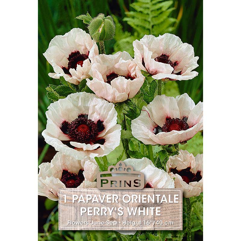 Papaver orientale 'Perry's White' (1 bulb) image 0