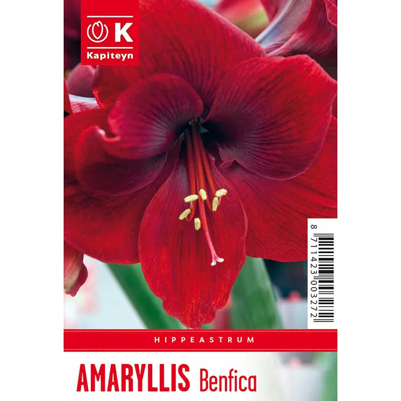 Amaryllis 'Benfica' (1 bulb) image 0