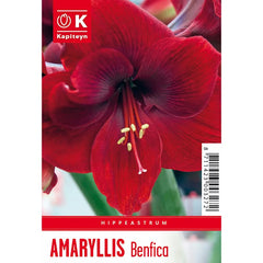 Amaryllis 'Benfica' (1 bulb) image 0