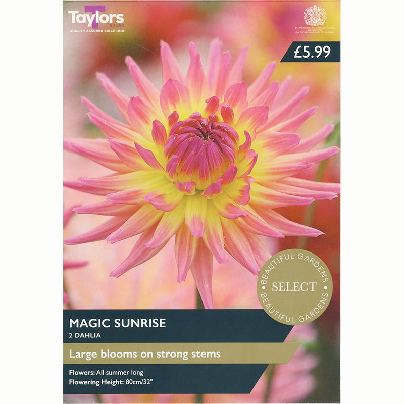 Dahlia ‘Magic Sunrise’ with Pink & Yellow Flowers (2 Tubers) image 0