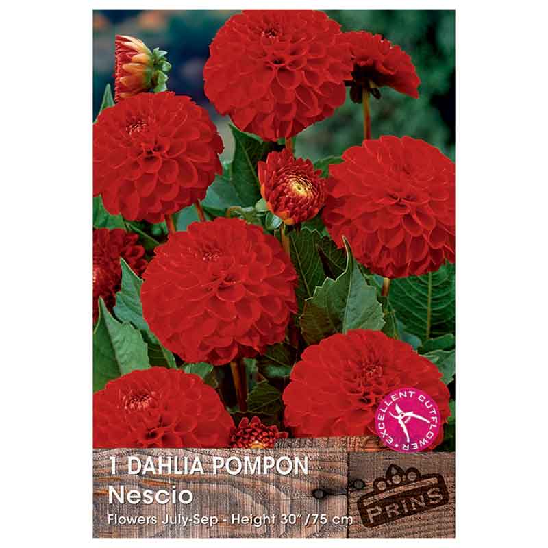 Dahlia Pompon 'Nescio' (1 tuber) image 0