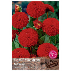 Dahlia Pompon 'Nescio' (1 tuber) image 0