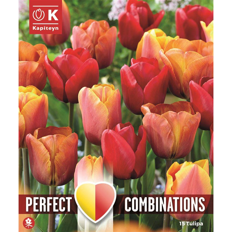 Perfect Combinations Tulips Red, Orange & Yellow Blend (15 Bulbs) image 0