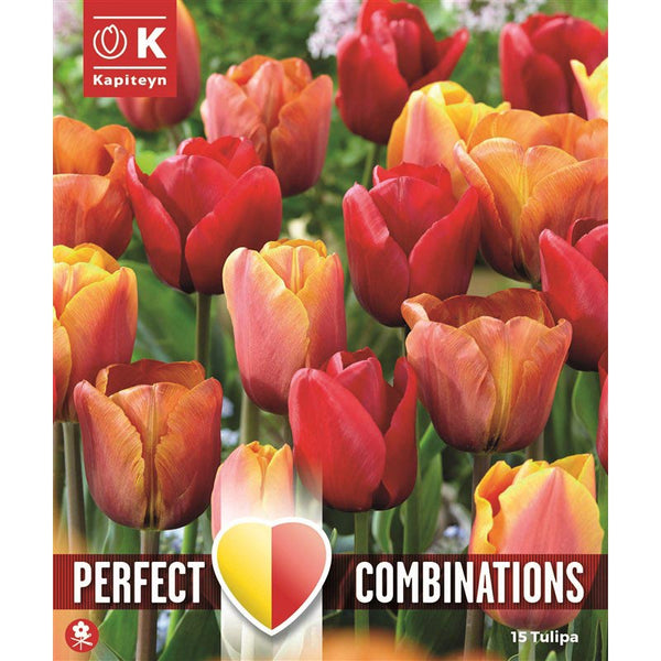 Perfect Combinations Tulips Red, Orange & Yellow Blend (15 Bulbs) image 0
