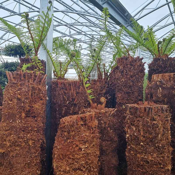 Dicksonia antarctica Tree Fern 5ft image 3