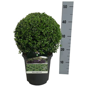 Buxus Sempervirens 25cm Topiary Ball image 0