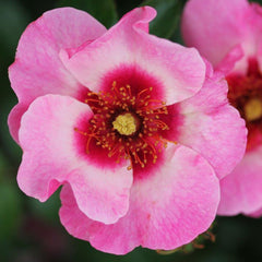 Whartons Roses ‘Bright as a Button’ Shrub Rose (3-Litre Pot) image 0